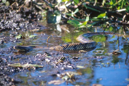 False Water Cobra