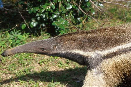 Giant anteater in the Pantanal, Brazil