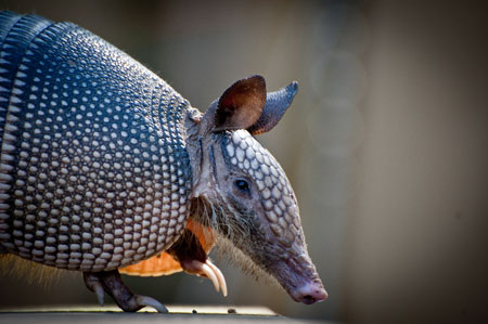 Nine-banded Armadillio