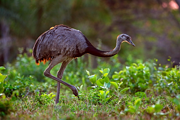 Rhea americana in the evening sun in a Pantanal grassland.