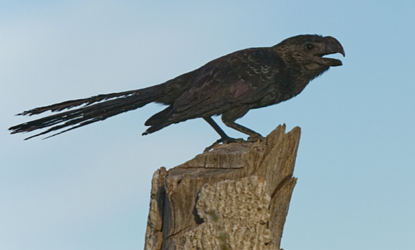 Smooth-billed Ani, locally known as Anu Preto.