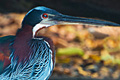 icon_agamiheron