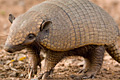 icon_armadillo