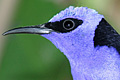 icon_honeycreeper