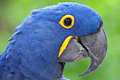 icon_hyacinthmacaw