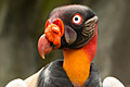 icon_kingvulture