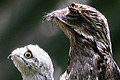 icon_potoo