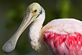 icon_roseatespoonbill