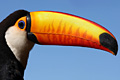 icon_toucan