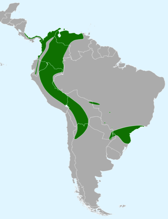 The range of the Fasciated Tiger Heron is more limited. In contrast to the Rufescent Tiger Heron, this species prefers fast-moving streams and rivers in upland areas.