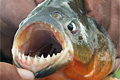 icon_piranha