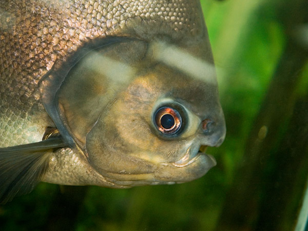 Pacu or Tambaqui