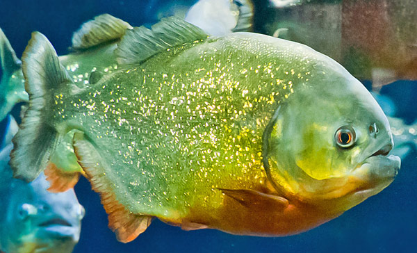 red-bellied piranha