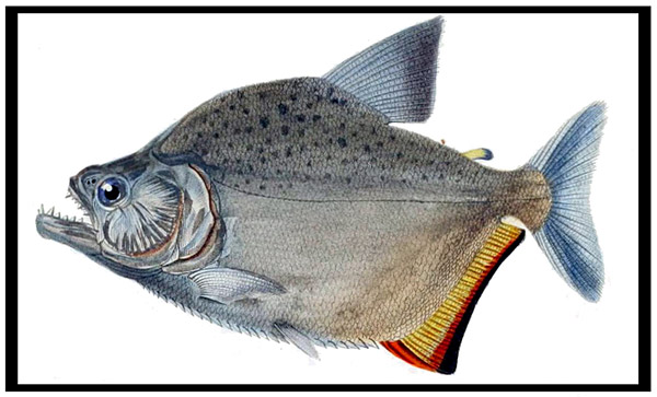 Serrasalmus marginatus - piranha or pirambeba