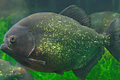 icon_piranha2