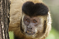 icon_capuchin