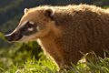 icon_coatimundi