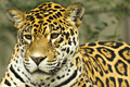 icon_jaguar