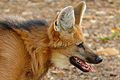 icon_manedwolf