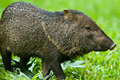 icon_peccary