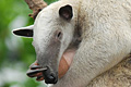 icon_tamandua