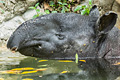 icon_tapir