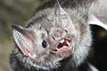 icon_vampirebat