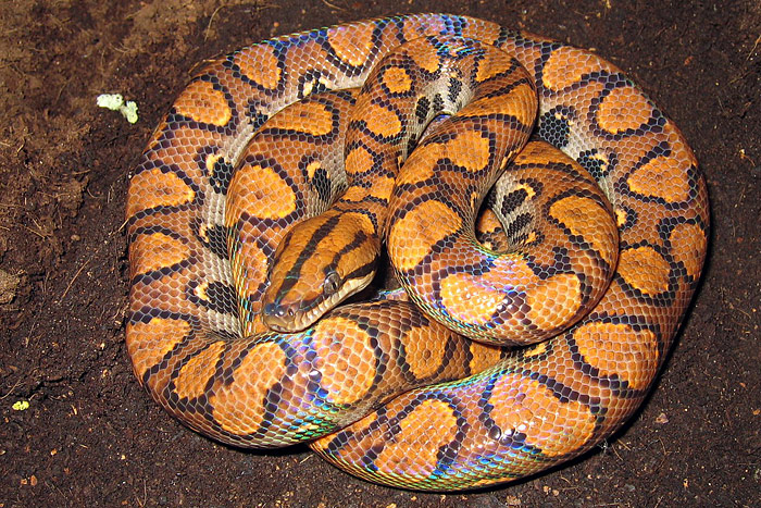 Rainbow boa (Epicrates cenchria)