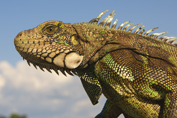 Green Iguana