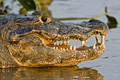 icon_caiman