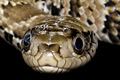 icon_falsewatercobra