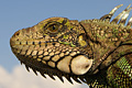 icon_iguana