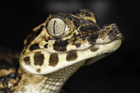 Juvenile caiman or jacaré.