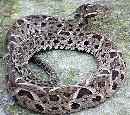 The Jararaçu is another lancehead species also sometimes found in the Pantanal. Its slightly bigger and with grey patterning. 