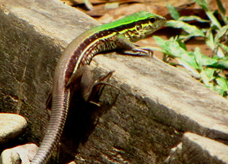 Giant Ameiva juvenile (Ameiva ameiva)